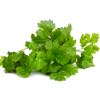 cilantro