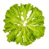 lechuga