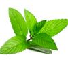 mint leaves