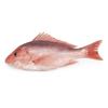 red snapper