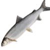 white fish