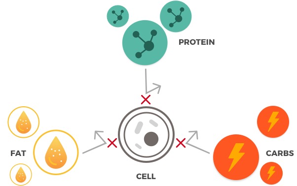 metabolism image2