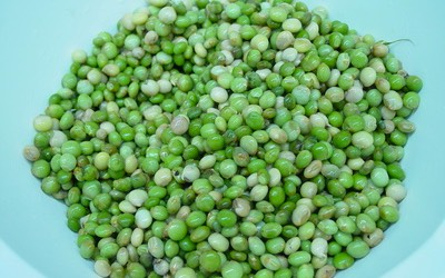 pigeon pea